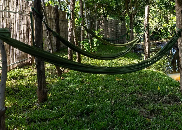 Moringa Tree Maison