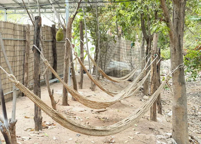 Moringa Tree Maison Siem Reap
